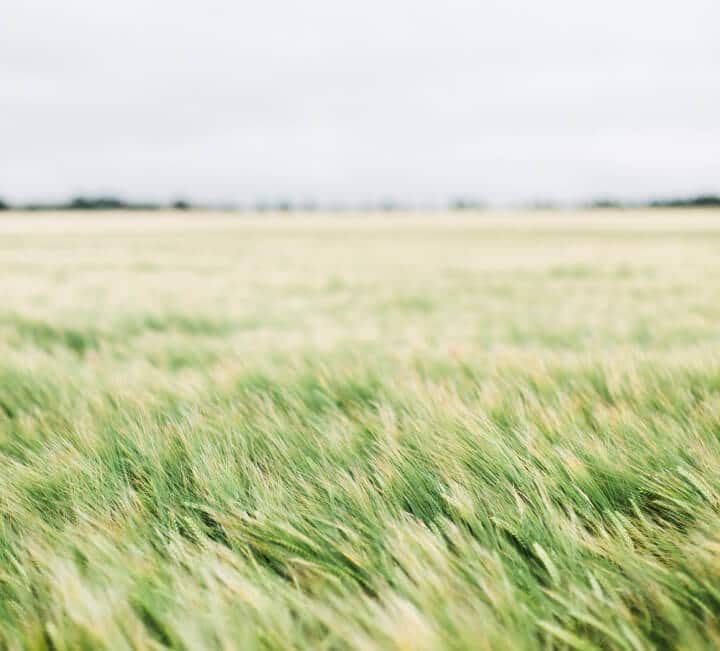 Field of grass